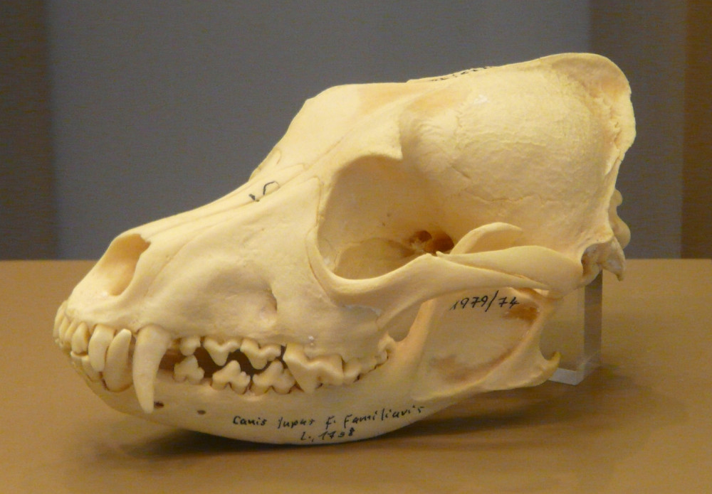 Vitrine Zähne. Lage der Eckzähne im Hundeschädel