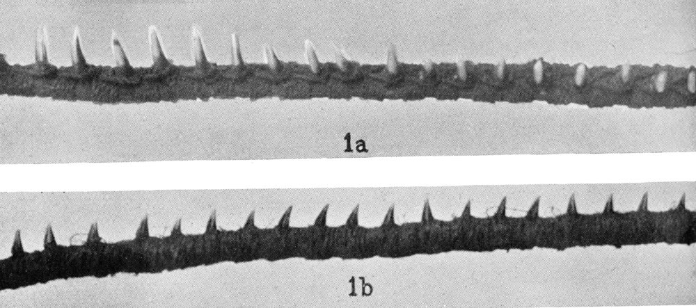 PGS 39,1 (2018) Tafel 3 Abb. 1a: imun mit Delphinzähnen, Abb. 1b: imun mit Pteropus Zähnen.