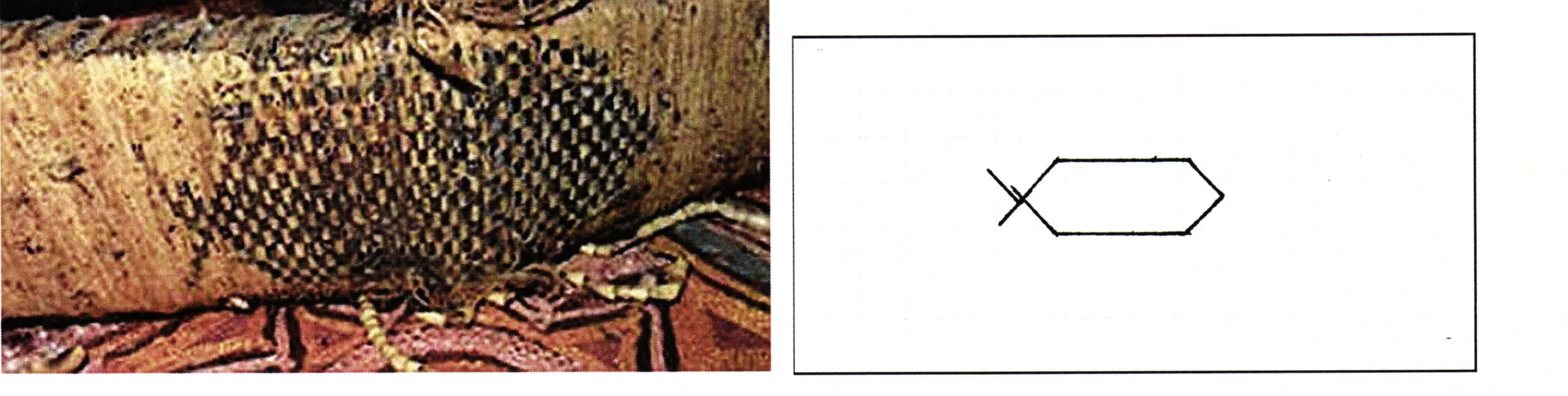 PGS 36,2 (2015) Tafel 41 Abb. 22: Federgeldrolle [EUBR 5]. Handwerkermarke langes Sechseck mit einseitigem Zeichen